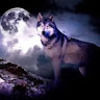 wolfie313626